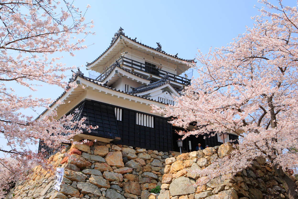 開花宣言きた 浜松周辺のお花見スポットまとめ 16年春 浜松つーしん